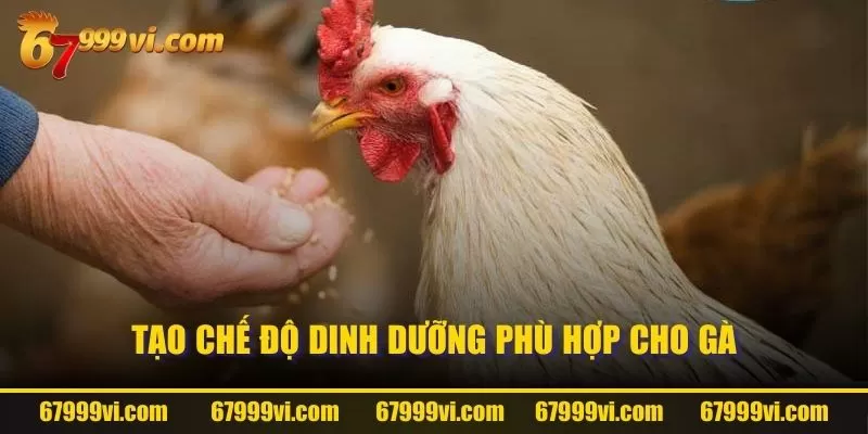 Tạo chế độ dinh dưỡng phù hợp cho gà