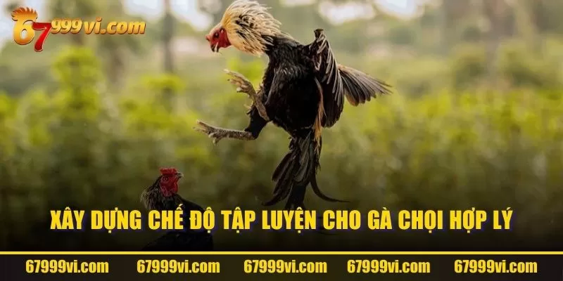 Xây dựng chế độ tập luyện cho gà chọi hợp lý