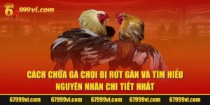 Cách Chữa Gà Chọi Bị Rút Gân