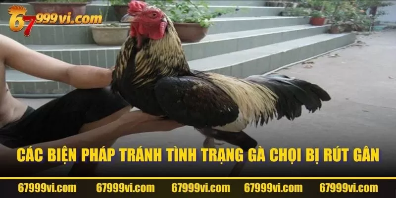 Các biện pháp tránh tình trạng gà chọi bị rút gân