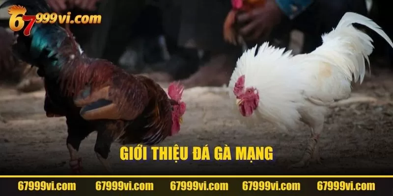 Giới thiệu đá gà mạng