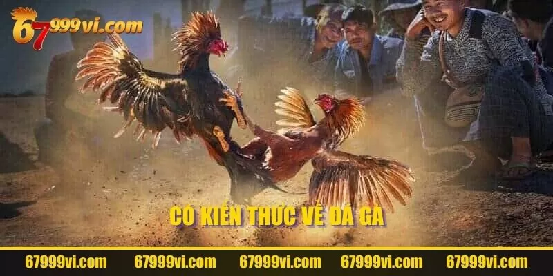 Có kiến thức về đá gà