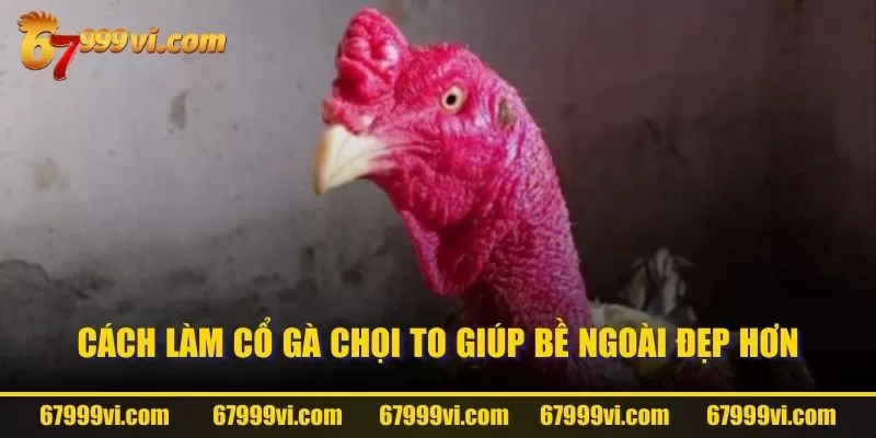 Cách làm cổ gà chọi to giúp bề ngoài đẹp hơn