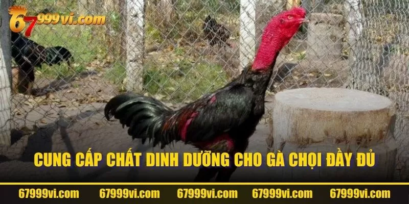 Cung cấp chất dinh dưỡng cho gà chọi đầy đủ