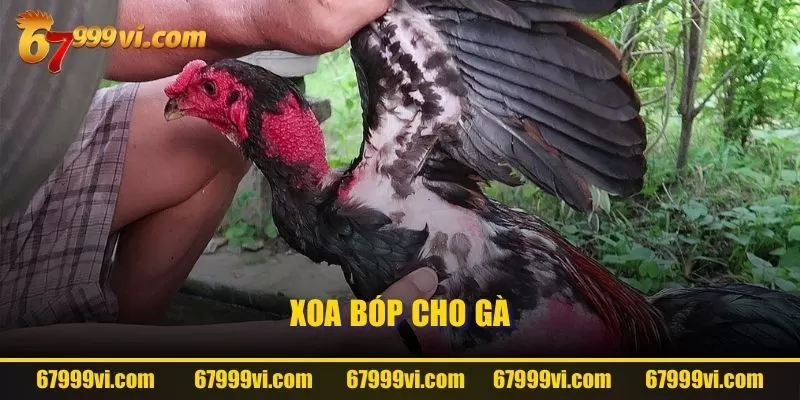 Xoa bóp cho gà