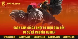 Cách Làm Cổ Gà Chọi To