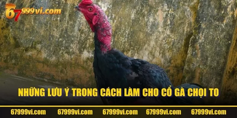 Những lưu ý trong cách làm cho cổ gà chọi to