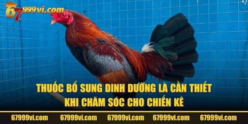 Thuốc bổ sung dinh dưỡng là cần thiết khi chăm sóc cho chiến kê