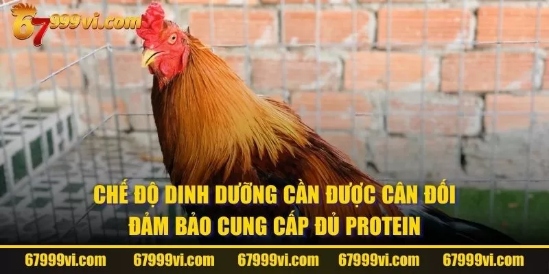 Chế độ dinh dưỡng cần được cân đối đảm bảo cung cấp đủ Protein