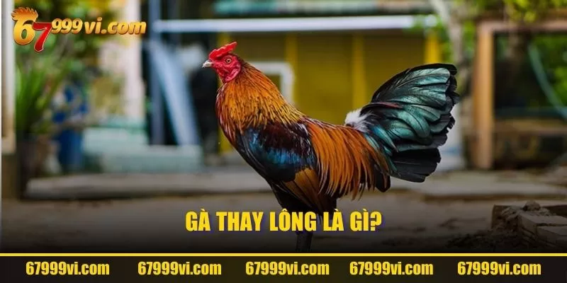 Gà thay lông là gì?