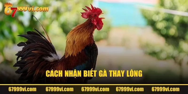 Cách nhận biết gà thay lông