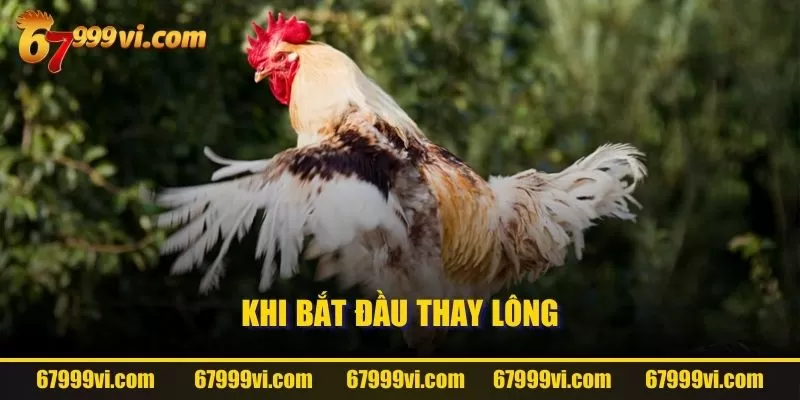 Khi bắt đầu thay lông