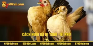 Cách nuôi gà đá bị tang - bị phù