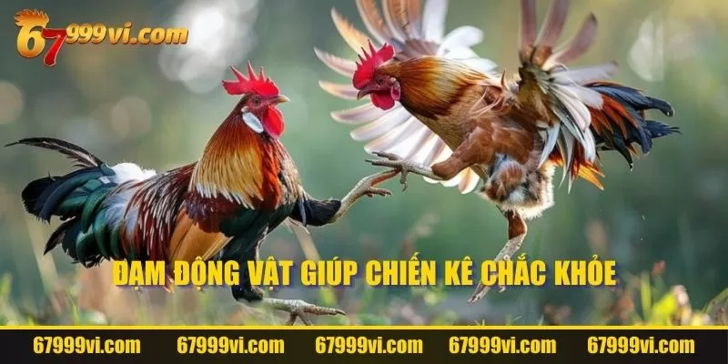 Đạm động vật giúp chiến kê chắc khỏe