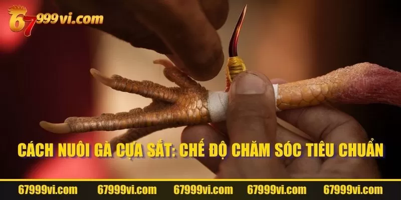 Cách nuôi gà cựa sắt: Chế độ chăm sóc tiêu chuẩn