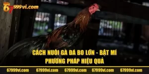 Cách Nuôi Gà Đá Bo Lớn