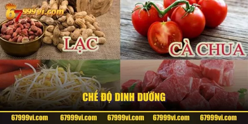 Chế độ dinh dưỡng