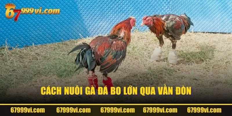 Cách nuôi gà đá bo lớn qua vần đòn