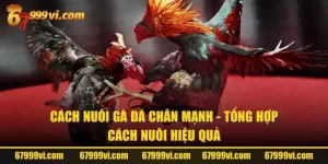 Cách Nuôi Gà Đá Chân Mạnh