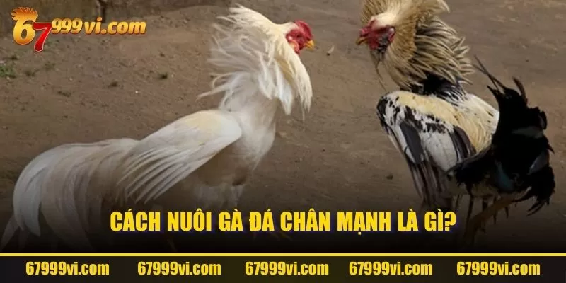 Cách nuôi gà đá chân mạnh là gì?