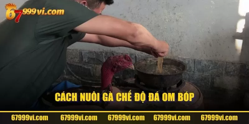 Cách nuôi gà chế độ đá om bóp