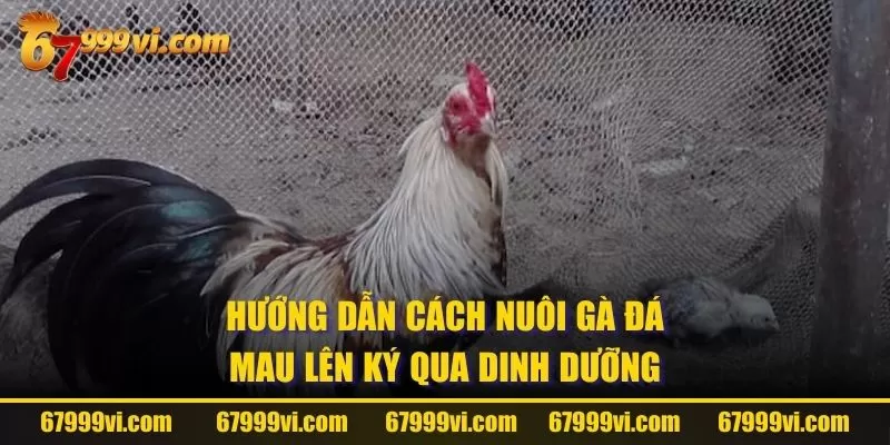 Hướng dẫn cách nuôi gà đá mau lên ký qua dinh dưỡng