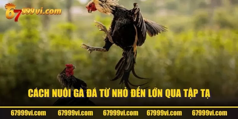 Cách nuôi gà đá từ nhỏ đến lớn qua tập tạ