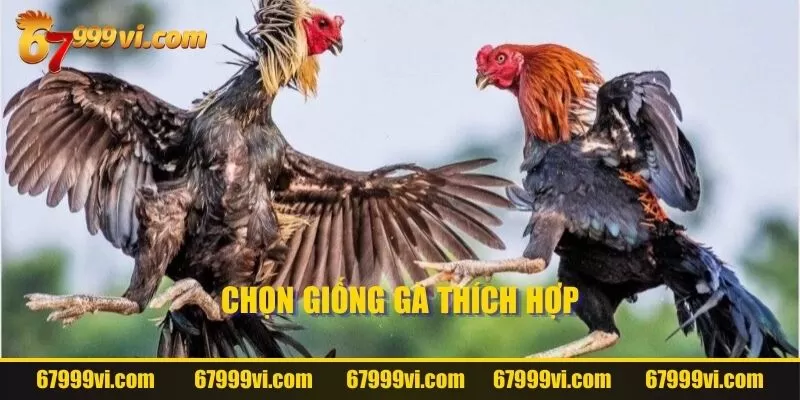 Chọn giống gà thích hợp