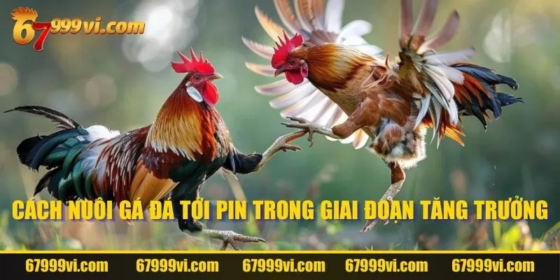 Cách nuôi gà đá tới pin trong giai đoạn tăng trưởng