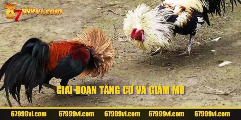 Giai đoạn tăng cơ và giảm mỡ