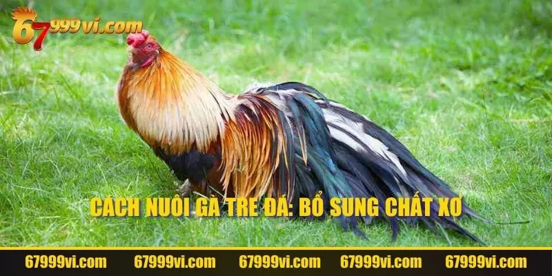 Cách nuôi gà tre đá: Bổ sung chất xơ