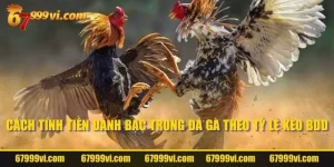 Cách tính tiền đánh bạc trong đá gà theo tỷ lệ kèo BDD