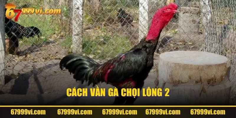 Cách vần gà chọi lông 2