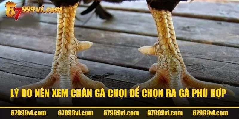 Lý do nên xem chân gà chọi để chọn ra gà phù hợp