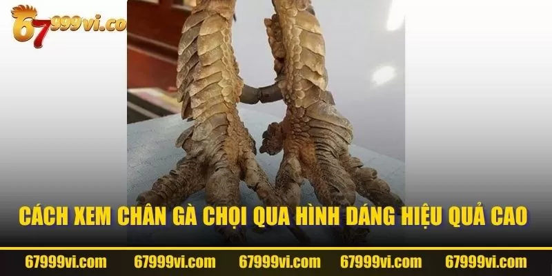 Cách xem chân gà chọi qua hình dáng hiệu quả cao