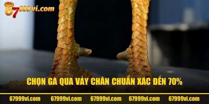 Chọn gà qua vảy chân chuẩn xác đến 70%