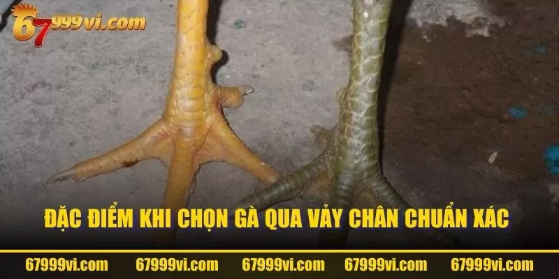 Đặc điểm khi chọn gà qua vảy chân chuẩn xác