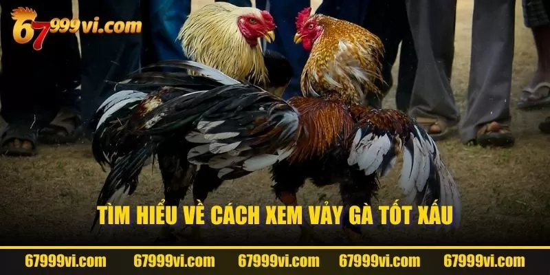 Tìm hiểu về cách xem vảy gà tốt xấu