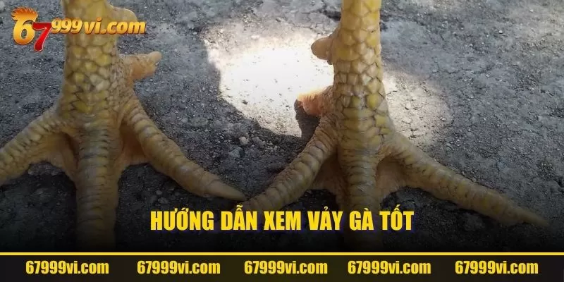 Hướng dẫn xem vảy gà tốt