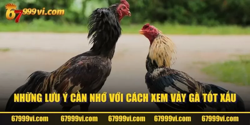 Những lưu ý cần nhớ với cách xem vảy gà tốt xấu