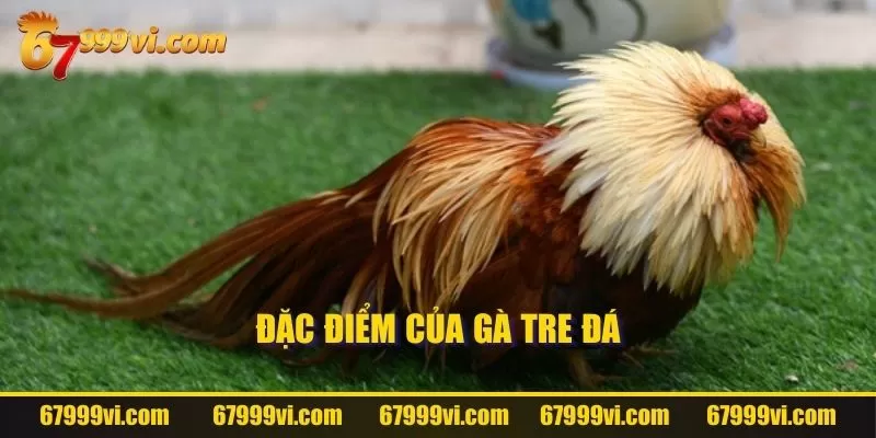 Đặc điểm của gà tre đá