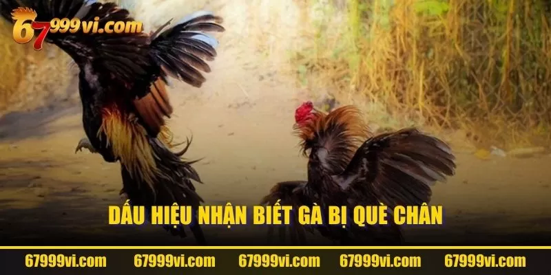 Dấu hiệu nhận biết gà bị què chân