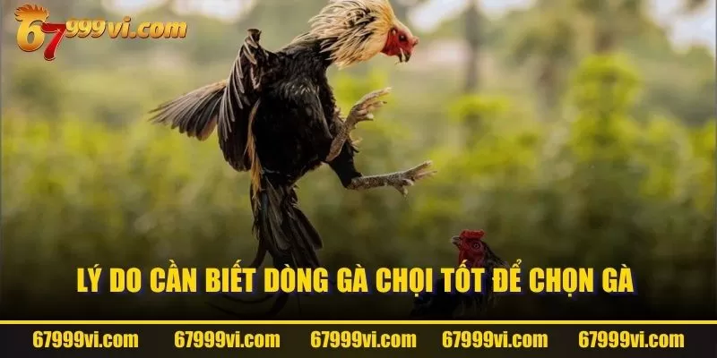 Lý do cần biết dòng gà chọi tốt để chọn gà