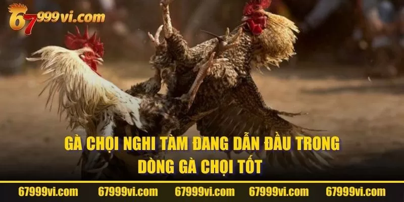 Gà chọi Nghi Tàm đang dẫn đầu trong dòng gà chọi tốt