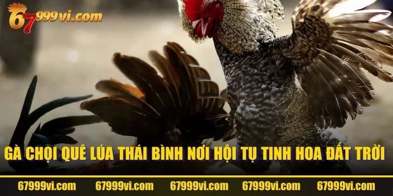 Gà chọi quê lúa Thái Bình nơi hội tụ tinh hoa đất trời