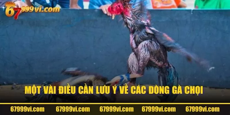 Một vài điều cần lưu ý về các dòng gà chọi