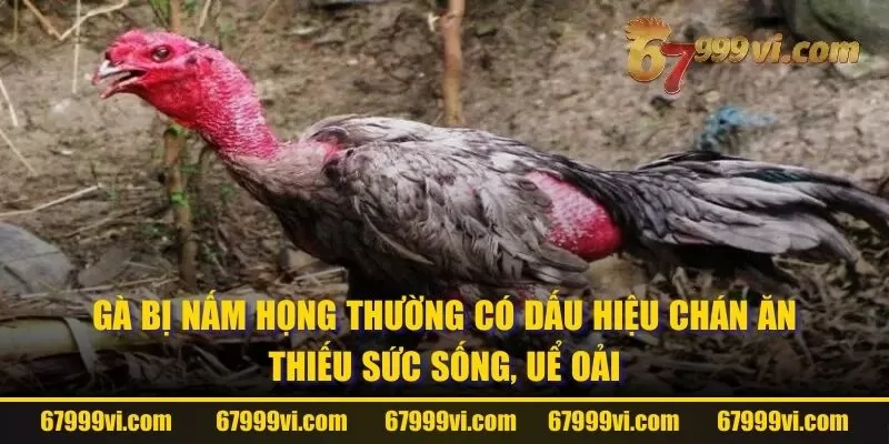 Gà bị nấm họng thường có dấu hiệu chán ăn, thiếu sức sống, uể oải