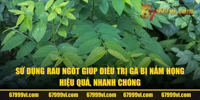 Sử dụng rau ngót giúp điều trị gà bị nấm họng hiệu quả, nhanh chóng