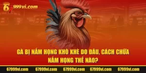 Gà Bị Nấm Họng Khò Khè