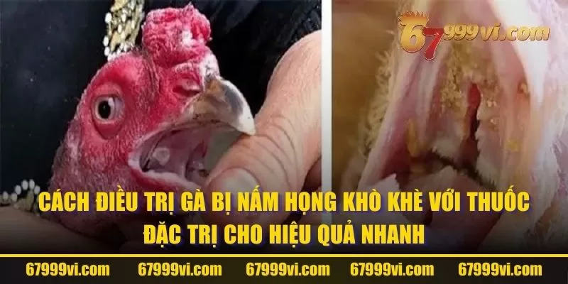 Cách điều trị gà bị nấm họng khò khè với thuốc đặc trị cho hiệu quả nhanh